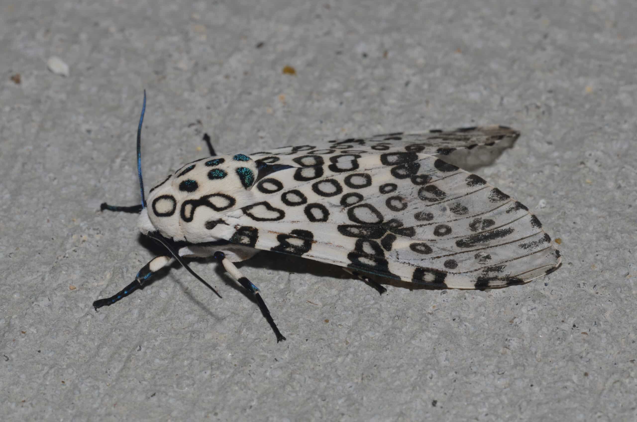 file: 8146 – hypercompe scribonia – giant leopard moth (18421130728).jpg file: 8146 – hypercompe scribonia – giant leopard moth (18421130728).jpg