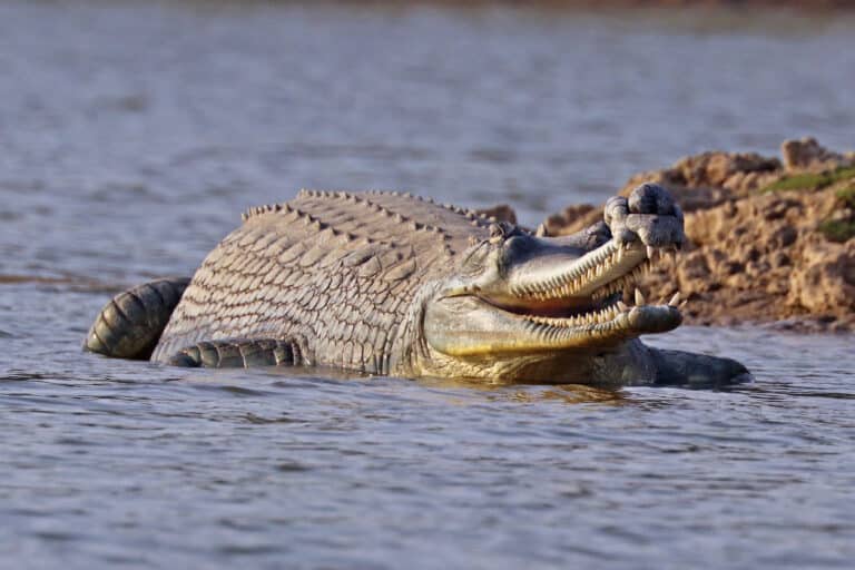 gharial (gavialis gangeticus) male gharial (gavialis gangeticus) male