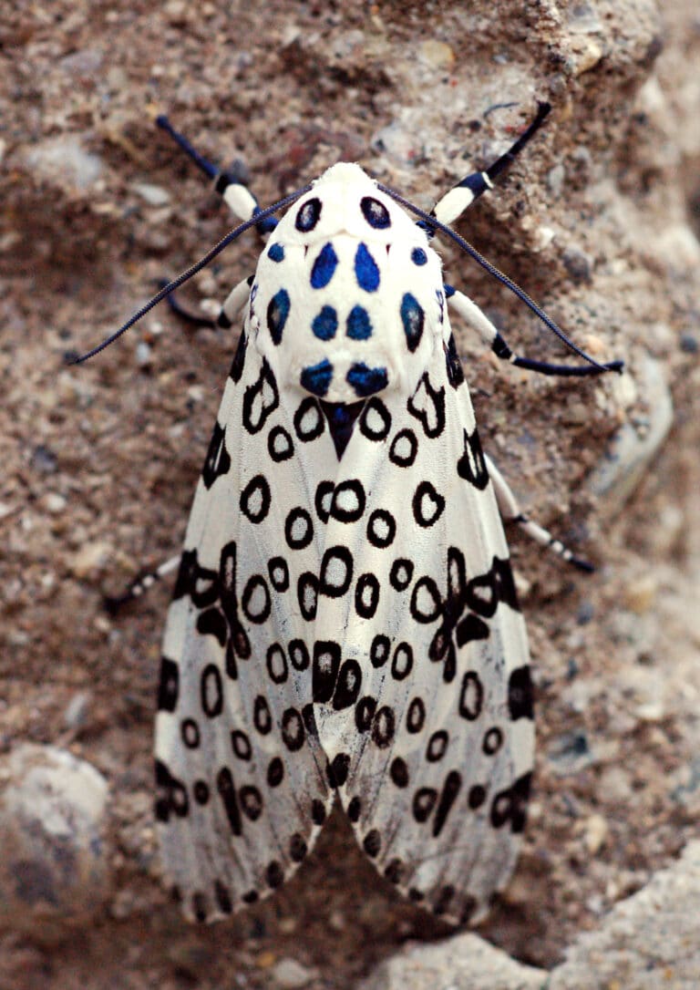 giant leopard moth hypercompe scribonia 3 giant leopard moth hypercompe scribonia 3