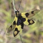 Owlfly (Ascalaphidae)