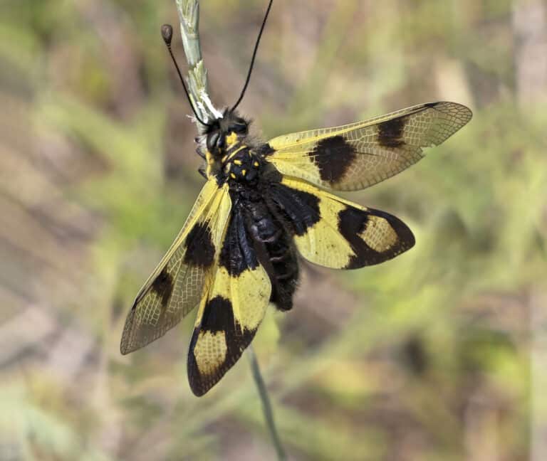owlfly (libelloides macaronius) female istria owlfly (libelloides macaronius) female istria Owlfly (Ascalaphidae)