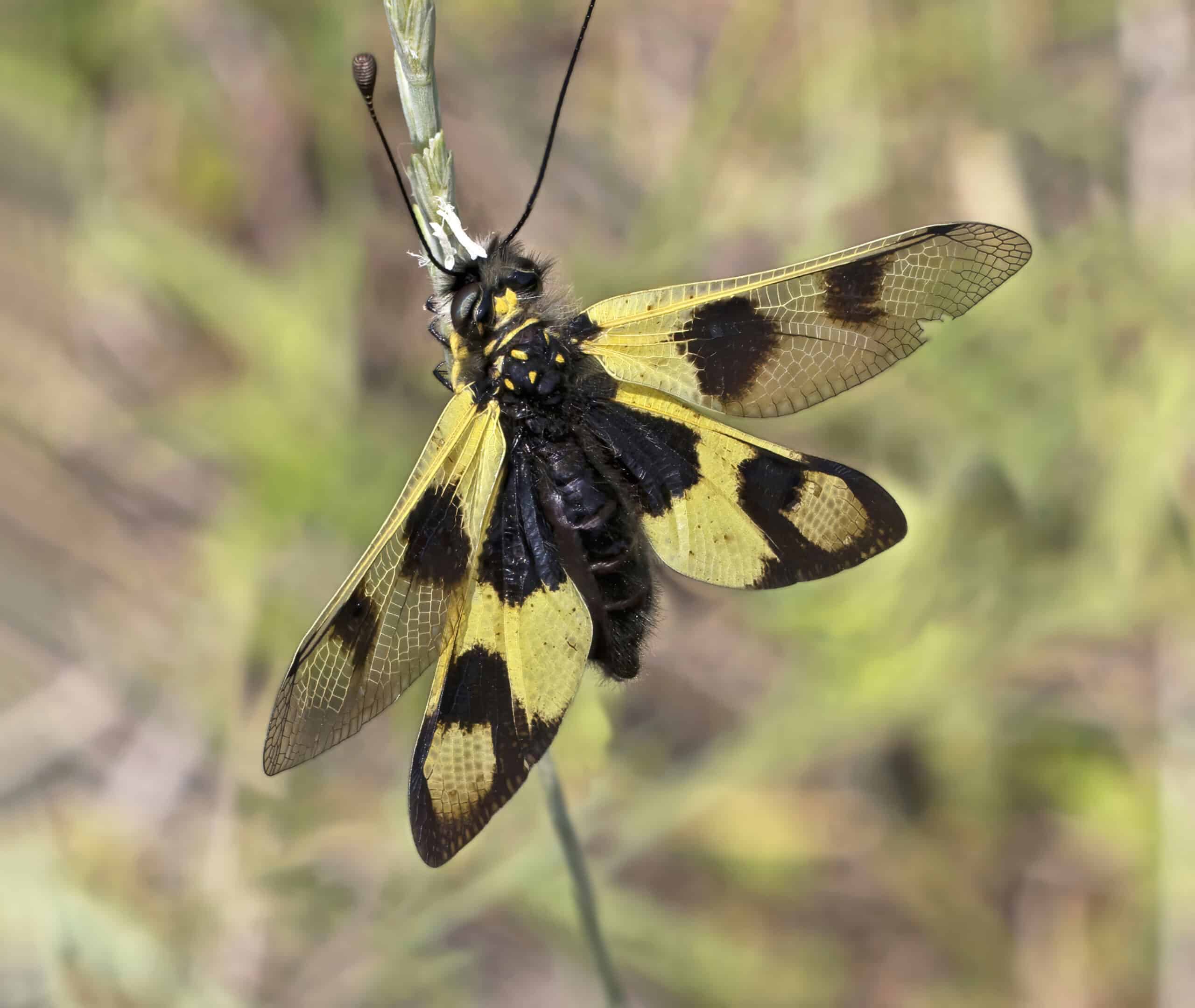 owlfly (libelloides macaronius) female istria owlfly (libelloides macaronius) female istria Owlfly (Ascalaphidae)