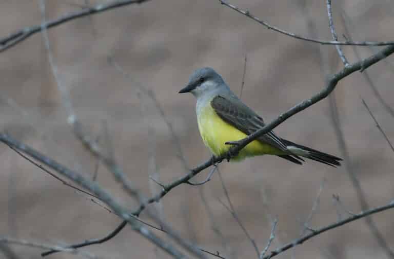 western kingbirds at the southern tip of north riverfront park on riverview 51237793630 western kingbirds at the southern tip of north riverfront park on riverview 51237793630