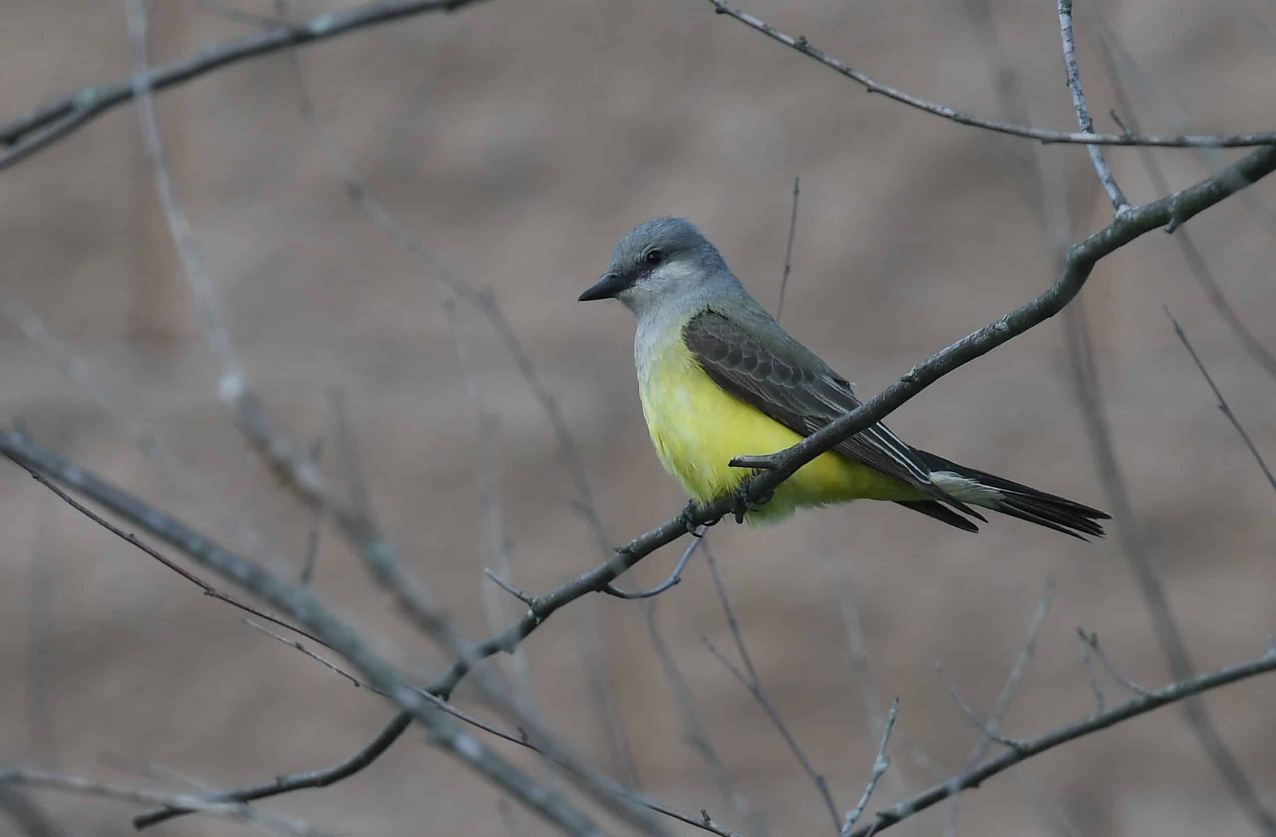 western kingbirds at the southern tip of north riverfront park on riverview 51237793630 western kingbirds at the southern tip of north riverfront park on riverview 51237793630