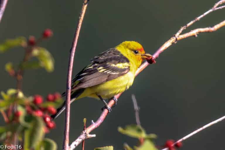 still at six mile, a western tanager (piranga ludoviciana)… (27849161425) Western Tanager