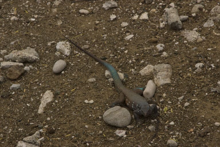 blue whiptail lizard or blau blau (cnemidophorus murinus ruthveni) (11717675345)