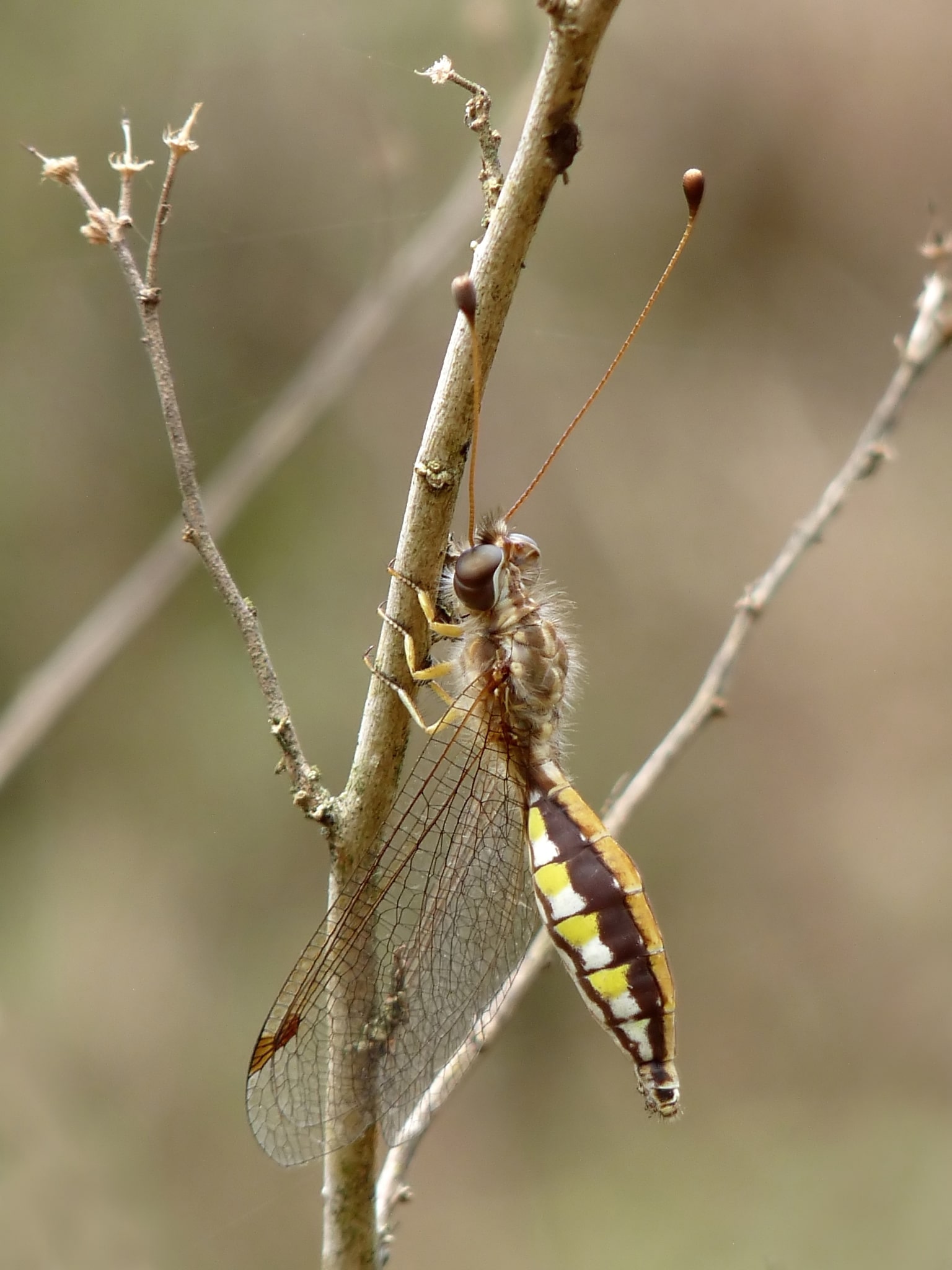 owlfly ascalaphidae female 3 by kadavoor owlfly ascalaphidae female 3 by kadavoor