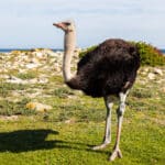 Ostrich