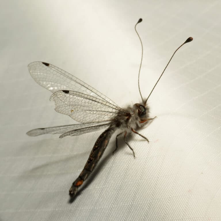 owlfly (36731707954) owlfly (36731707954)