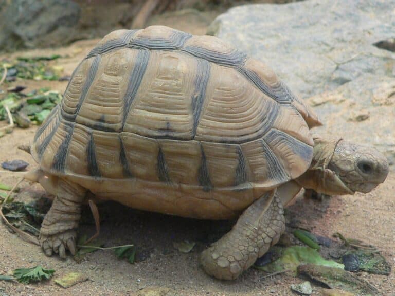 file:testudo kleinmanni 2008 11 02 246.jpg file:testudo kleinmanni 2008 11 02 246.jpg