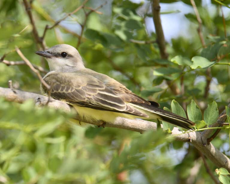 western kingbird bob kerrey pedestrian bridge dsc 4680 western kingbird bob kerrey pedestrian bridge dsc 4680