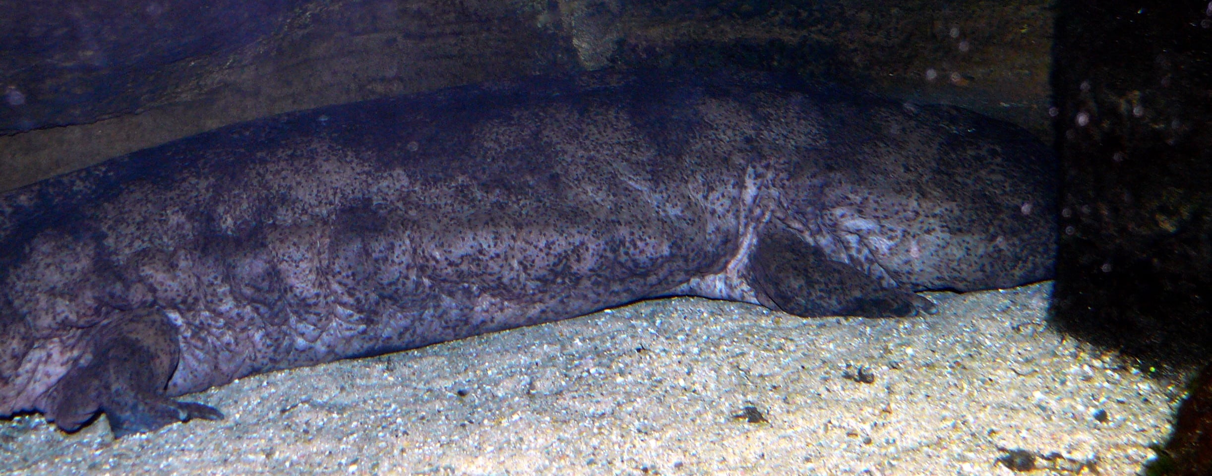 file:chinesischer riesensalamander (andrias davidianus).jpg file:chinesischer riesensalamander (andrias davidianus).jpg