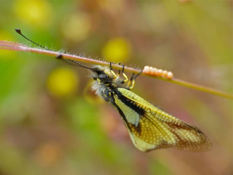 owlfly (libelloides coccajus) female with eggs (14503839164) owlfly (libelloides coccajus) female with eggs (14503839164)