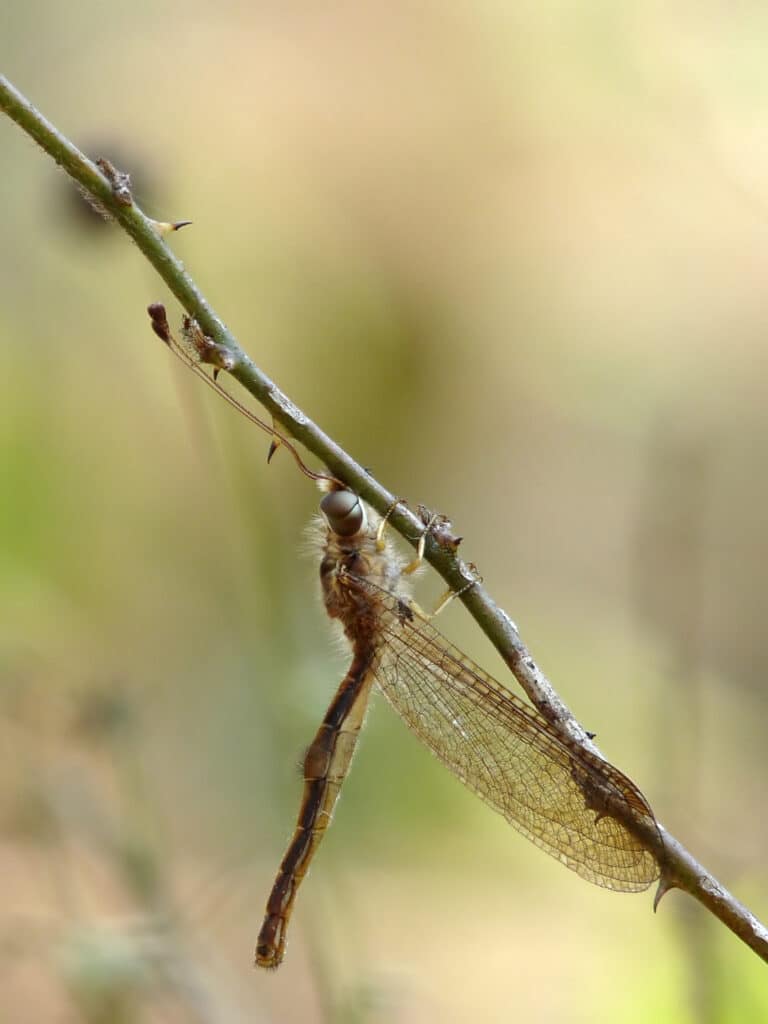 owlfly ascalaphidae by kadavoor owlfly ascalaphidae by kadavoor