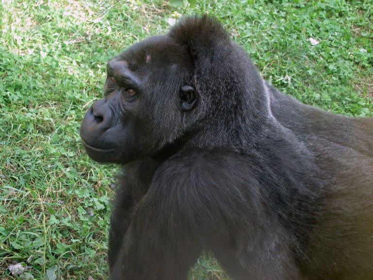 gorilla gorilla 03 gorilla gorilla 03