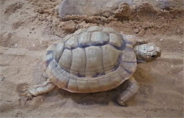 egyptian tortoise testudo kleinmanni at jerusalem biblical zoo by prof dr norman ali khalaf egyptian tortoise testudo kleinmanni at jerusalem biblical zoo by prof dr norman ali khalaf