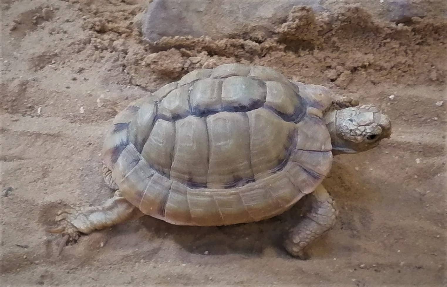 egyptian tortoise testudo kleinmanni at jerusalem biblical zoo by prof dr norman ali khalaf egyptian tortoise testudo kleinmanni at jerusalem biblical zoo by prof dr norman ali khalaf
