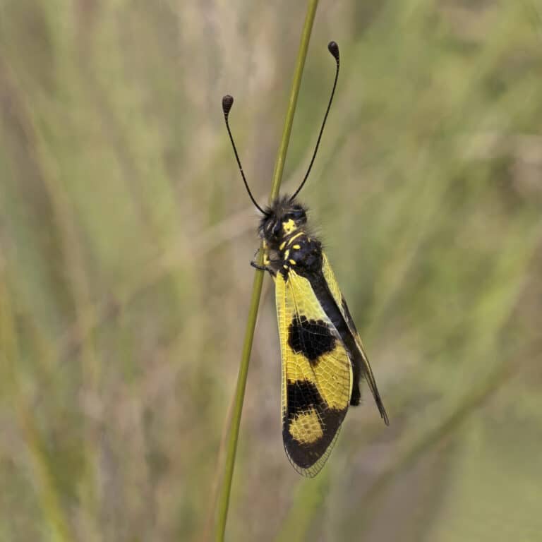 owlfly (libelloides macaronius) female istria 2 owlfly (libelloides macaronius) female istria 2