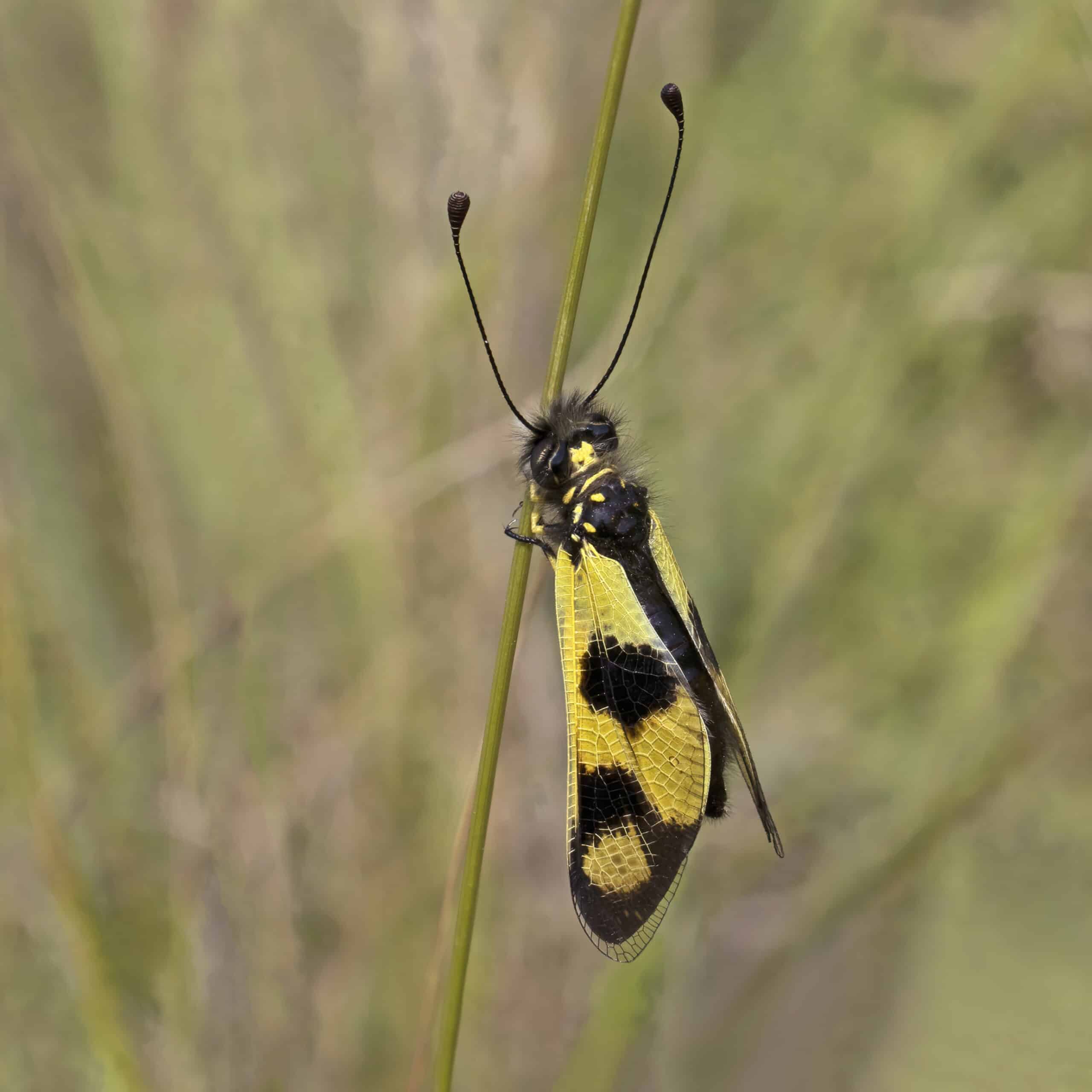owlfly (libelloides macaronius) female istria 2 owlfly (libelloides macaronius) female istria 2