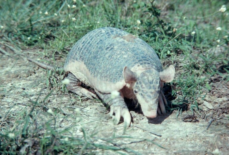 giant armadillo standing in grass