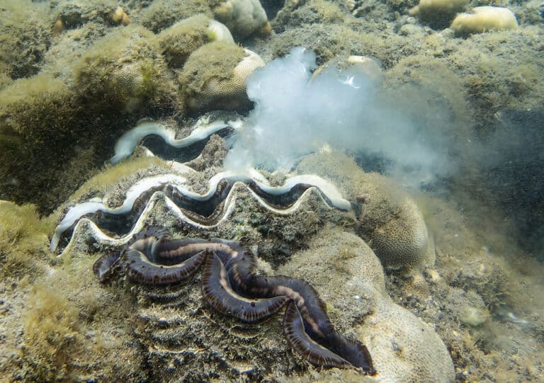 tridacna gigas tridacna gigas