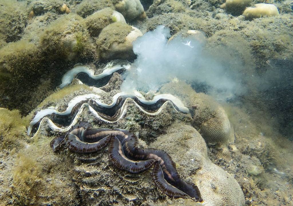 tridacna gigas tridacna gigas