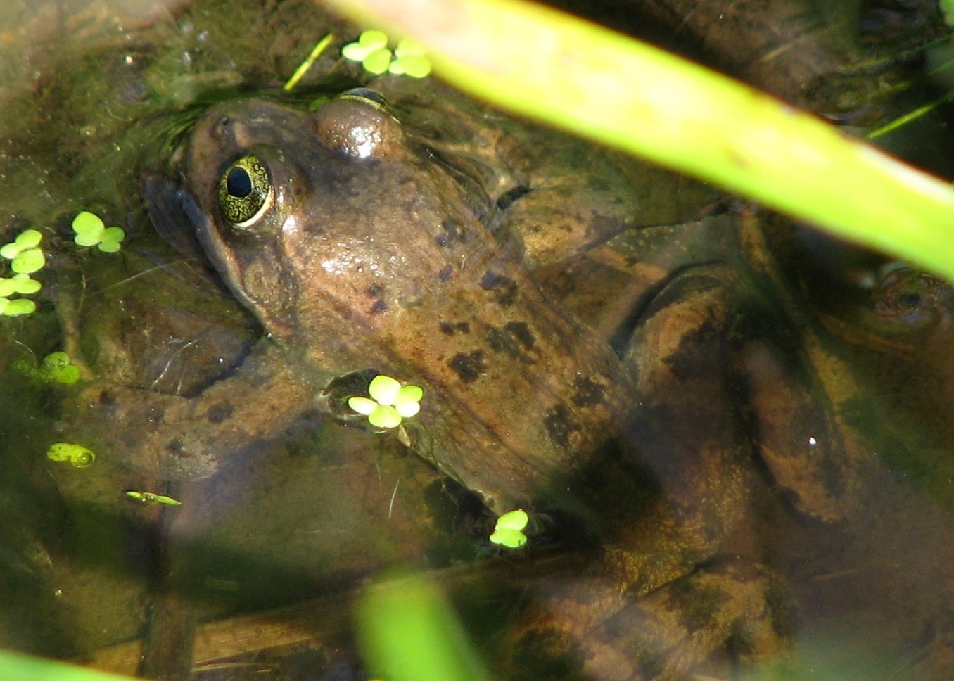 rana pretiosa 1175093 rana pretiosa 1175093