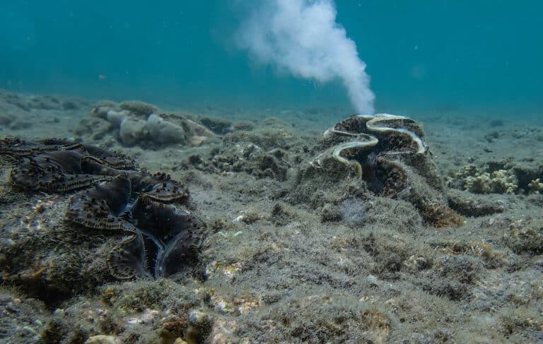 tridacna gigas tridacna gigas Giant Clam
