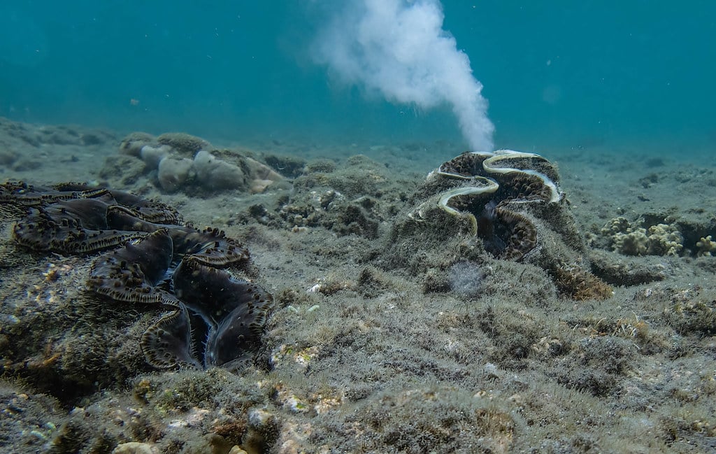 tridacna gigas tridacna gigas Giant Clam
