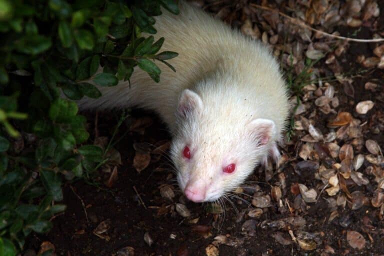 young albino ferret young albino ferret