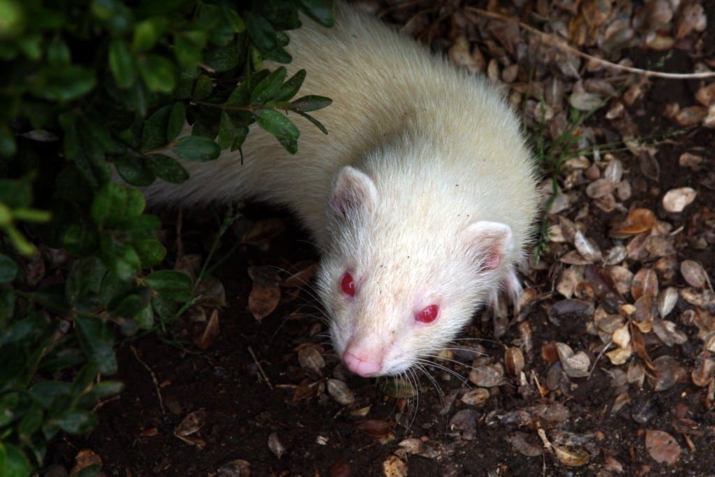 young albino ferret young albino ferret