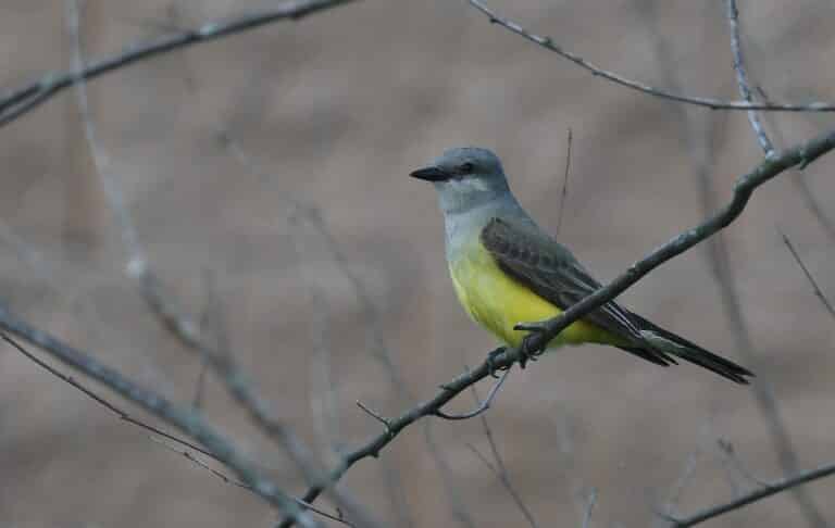 western kingbirds at the southern tip of north riverfront park on riverview 51237505469 western kingbirds at the southern tip of north riverfront park on riverview 51237505469