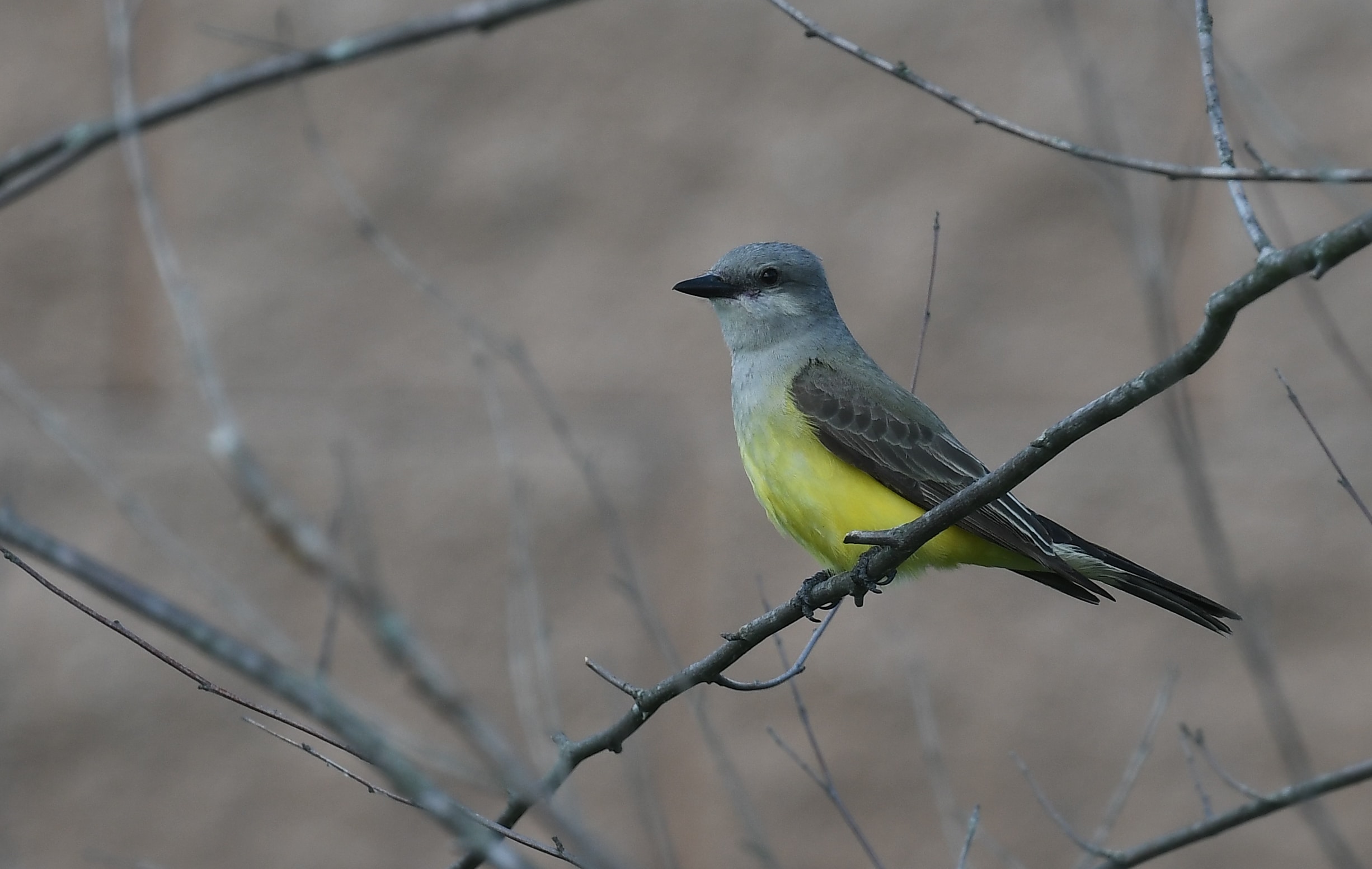 western kingbirds at the southern tip of north riverfront park on riverview 51237505469 western kingbirds at the southern tip of north riverfront park on riverview 51237505469