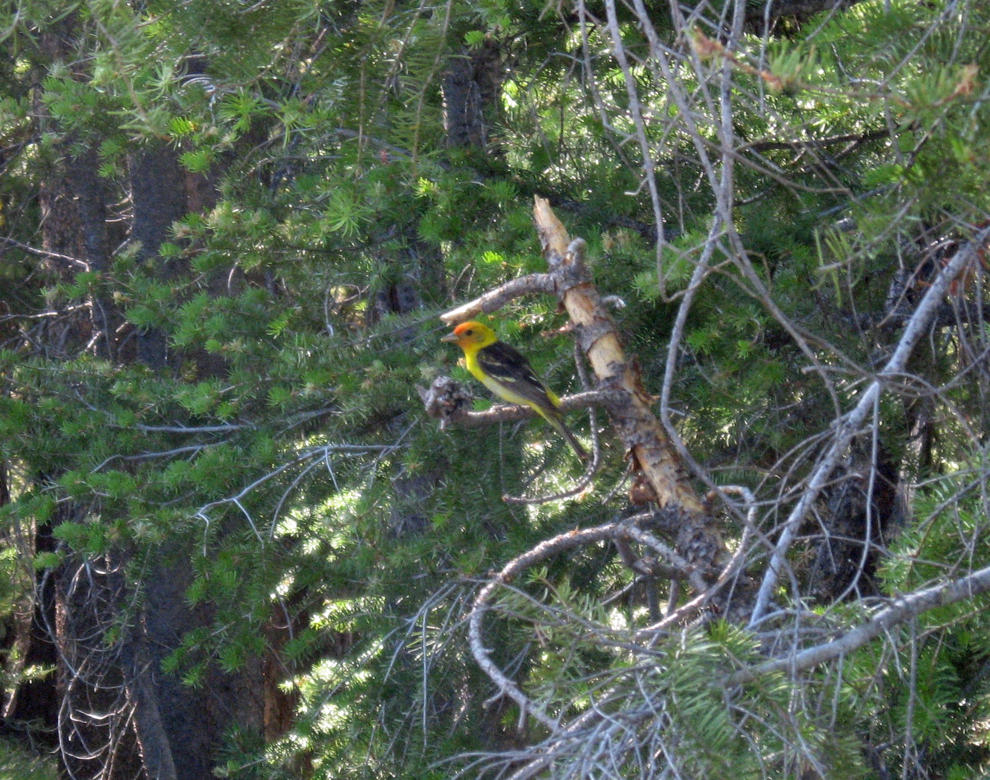 western tanager snra