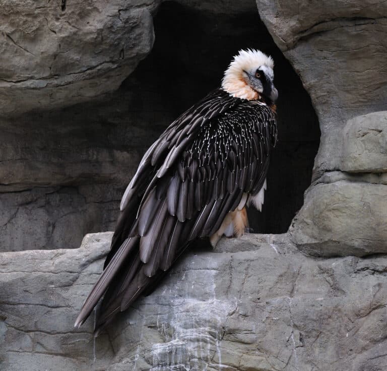 gypaetus barbatus qtl2