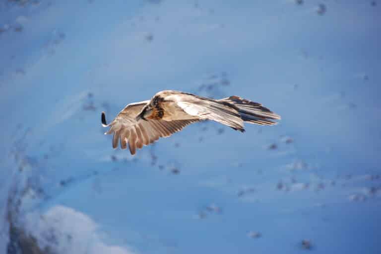 gypaetus barbatus mürren 4