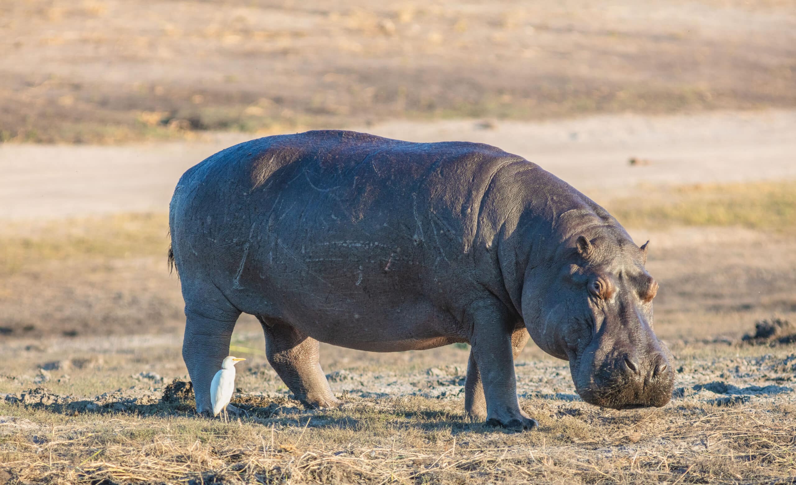 hipopótamo (hippopotamus amphibius), parque nacional de chobe, botsuana, 2018 07 28, dd 82