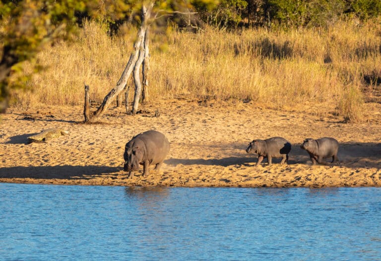 hipopótamos comunes (hippopotamus amphibius), parque nacional kruger, sudáfrica, 2018 07 24, dd 05