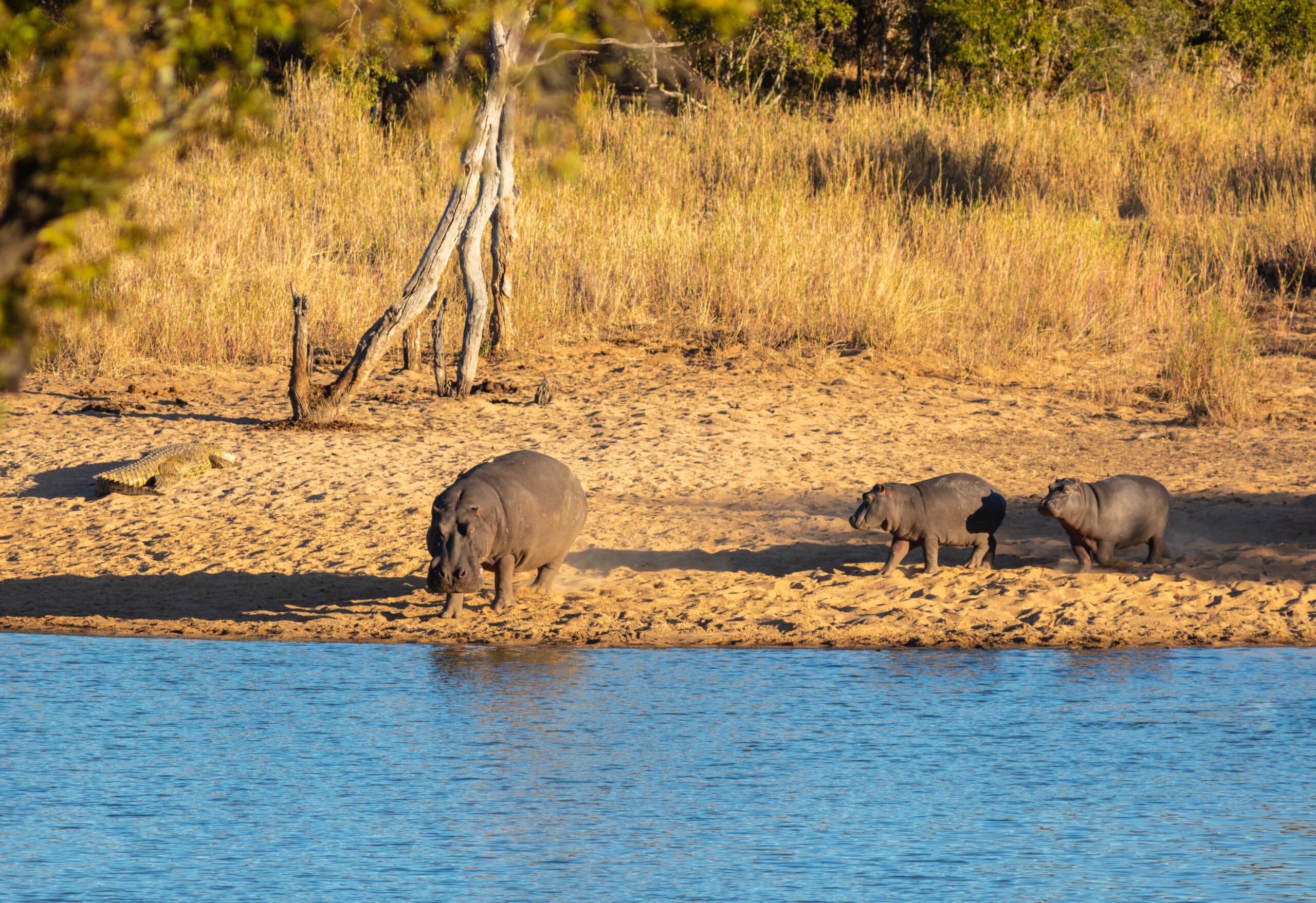 hipopótamos comunes (hippopotamus amphibius), parque nacional kruger, sudáfrica, 2018 07 24, dd 05