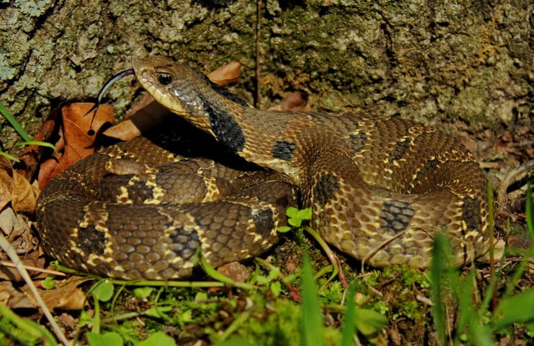 eastern hognose snake (heterodon platirhinos) (17130316660) eastern hognose snake (heterodon platirhinos) (17130316660)