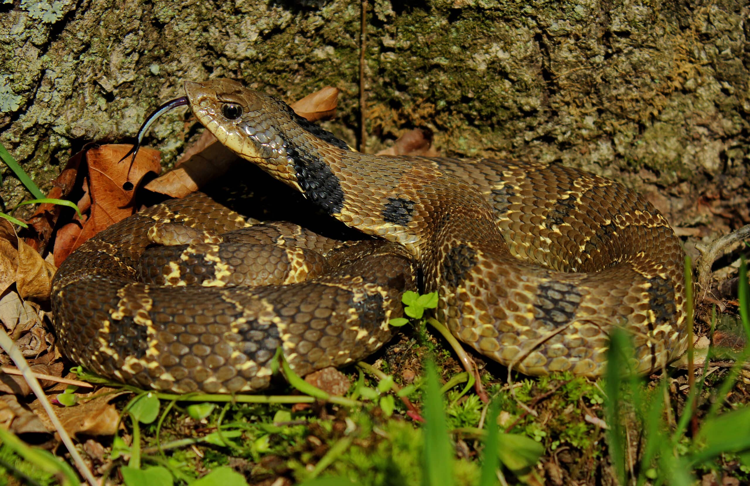 eastern hognose snake (heterodon platirhinos) (17130316660) eastern hognose snake (heterodon platirhinos) (17130316660)