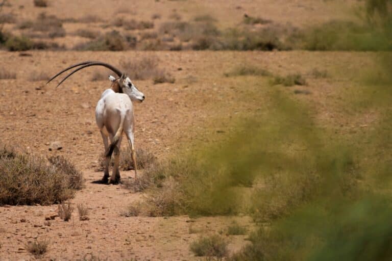 oryx dammah oryx algazelle 1