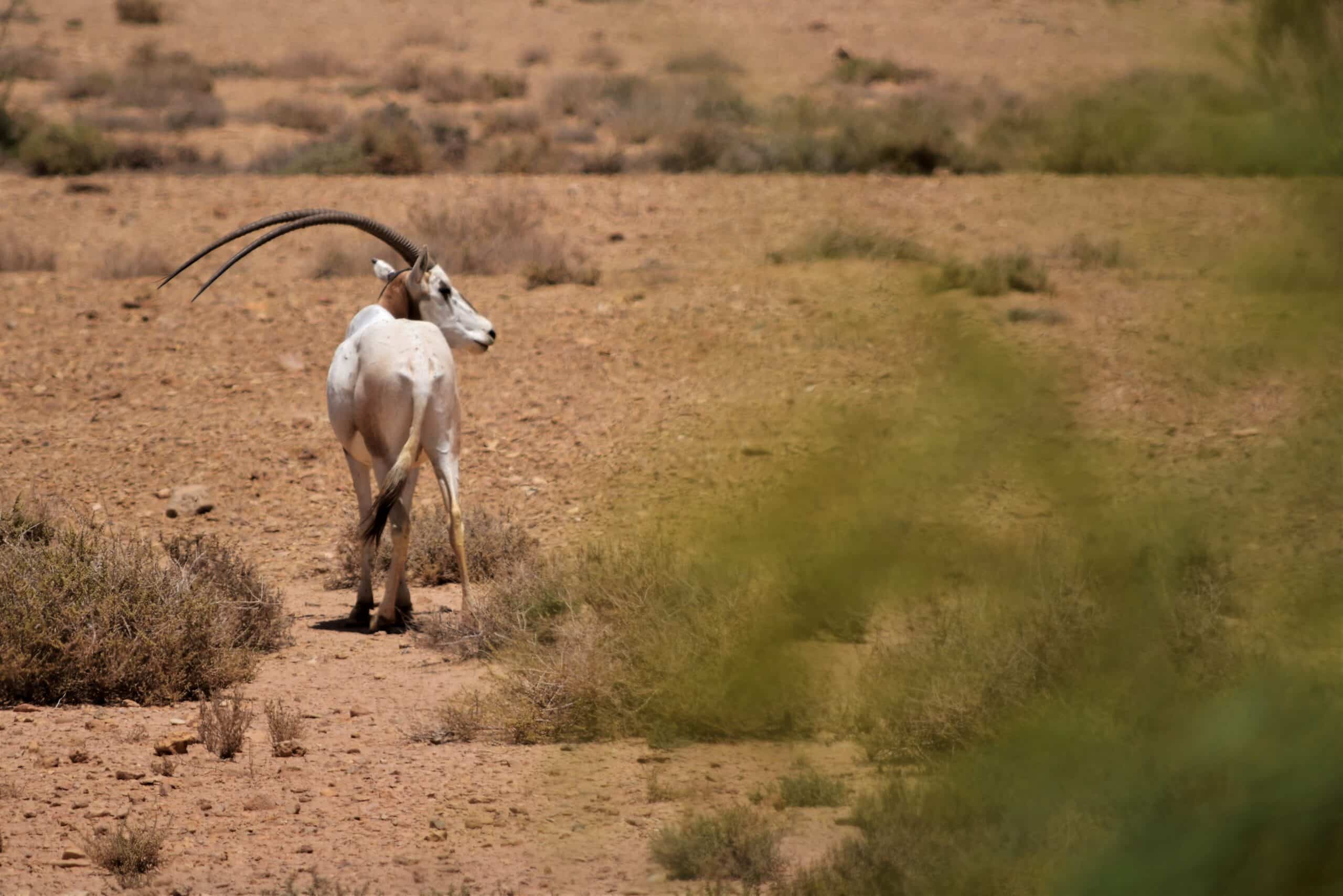 oryx dammah oryx algazelle 1