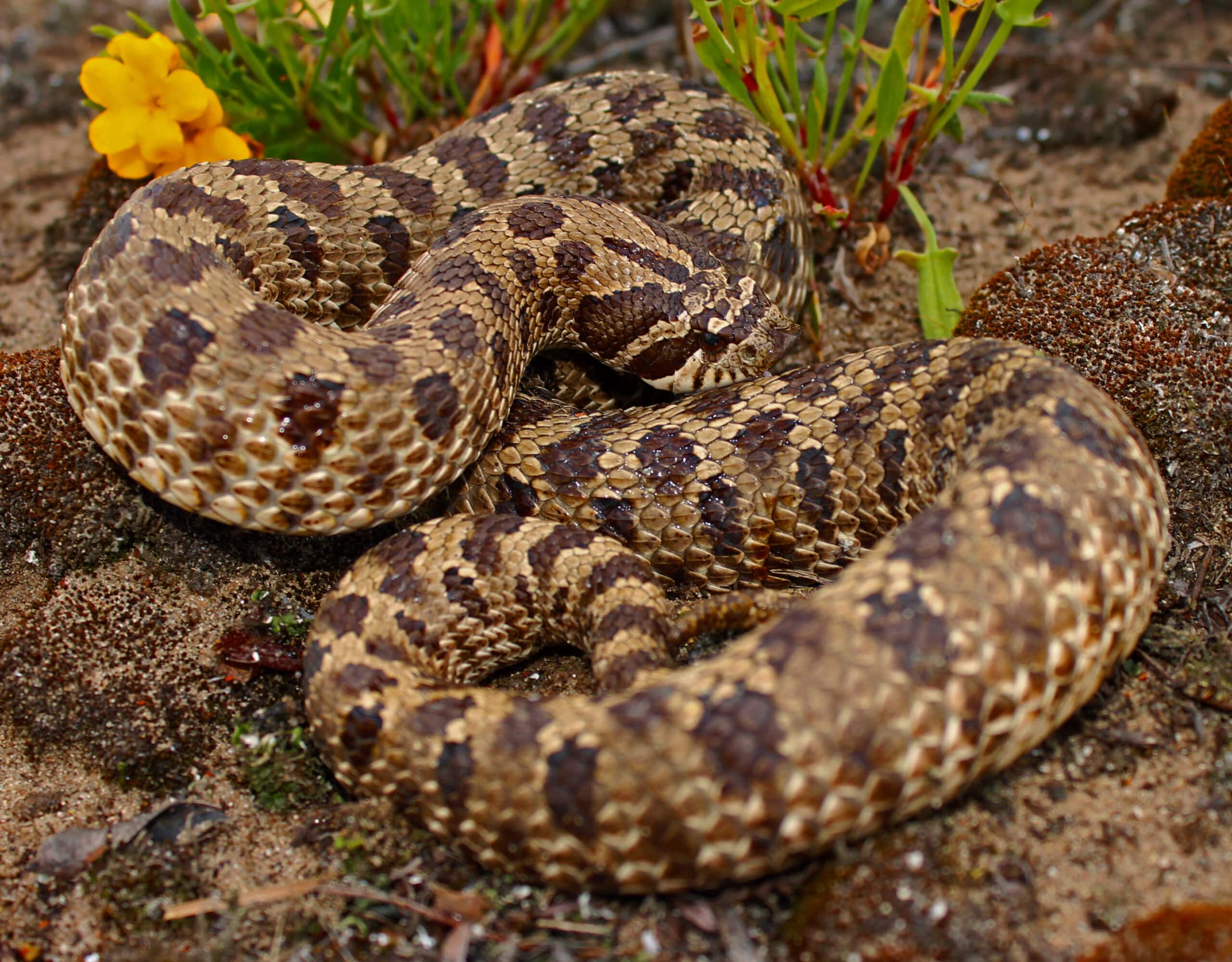 plains hognose snake (heterodon nasicus) (46054648852) plains hognose snake (heterodon nasicus) (46054648852)