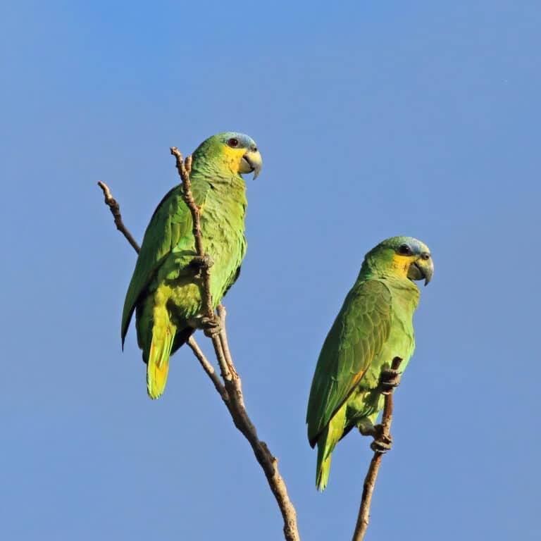 orange winged parrots (amazona amazonica tobagensis) orange winged parrots (amazona amazonica tobagensis)