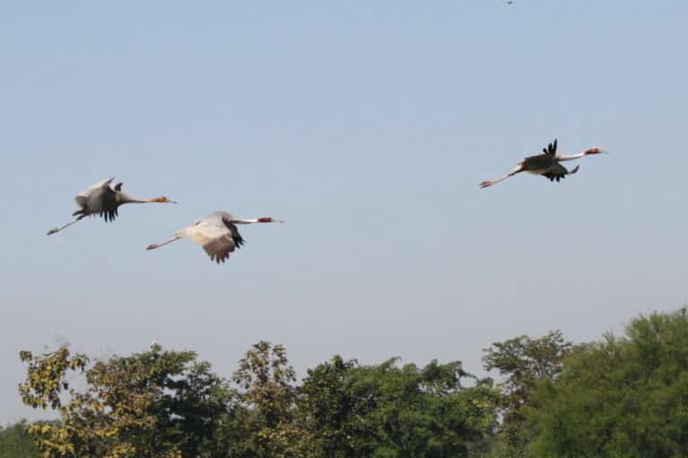 sarus cranes grus antigone gondia maharashtra (4)