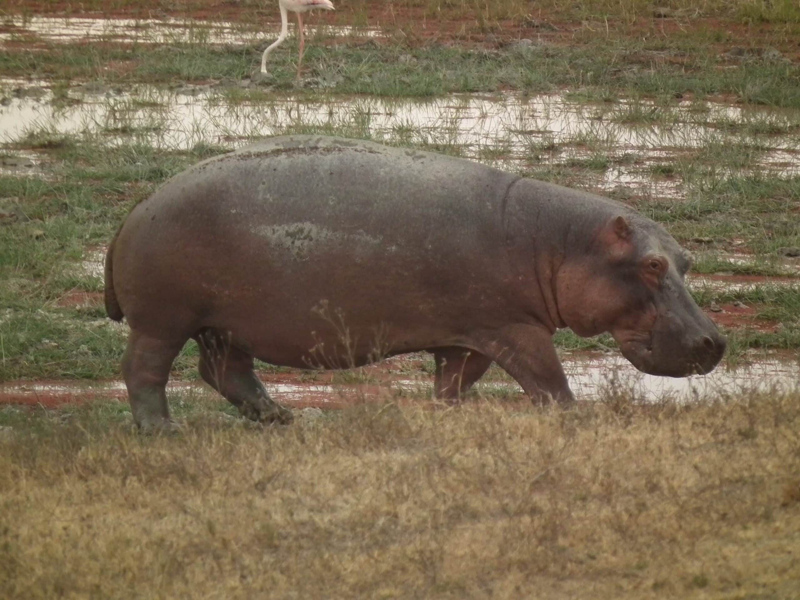 hippopotamus amphibius in tanzania 4041 nevit