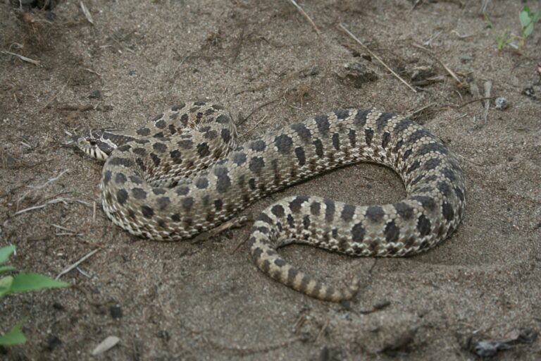 iowaherps heterodon nasicus iowaherps heterodon nasicus