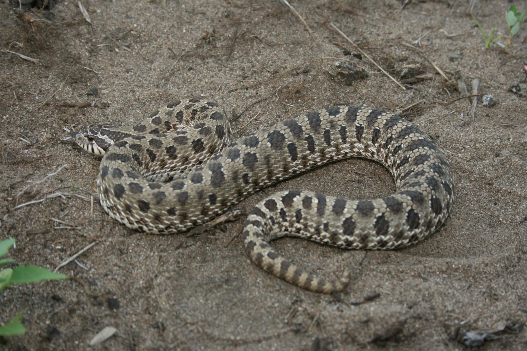 iowaherps heterodon nasicus iowaherps heterodon nasicus