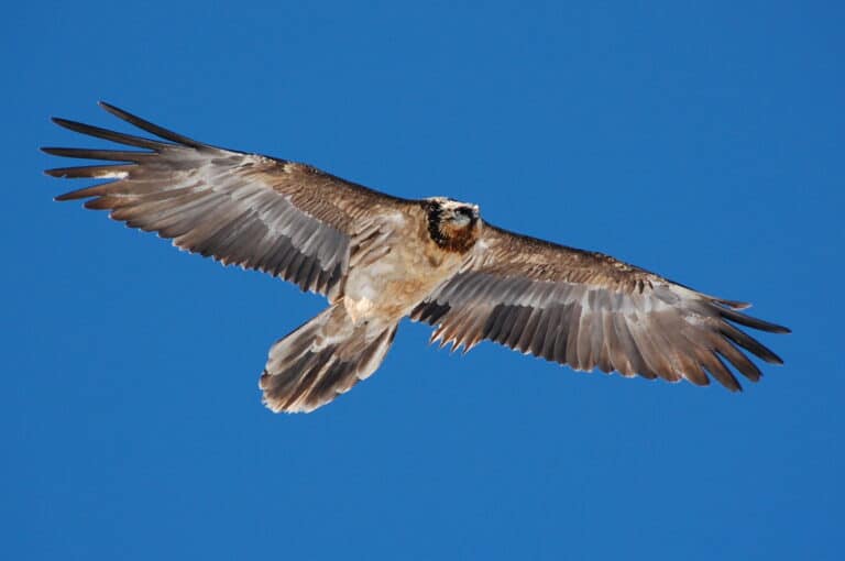 gypaetus barbatus mürren 2